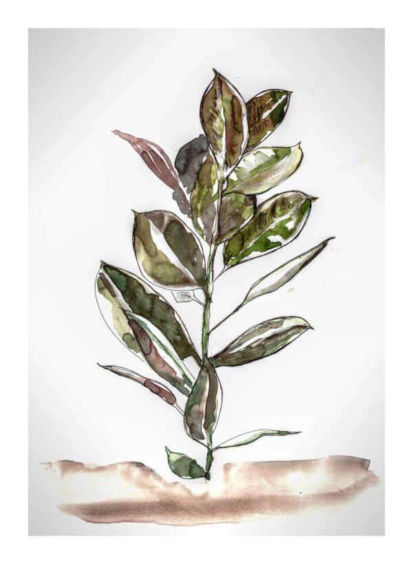 Ilustración A3 ficus | Serie plantas purificadoras