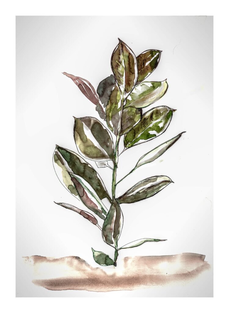 ficusrobusta-750x1024 5 Plantas que transforman los hogares