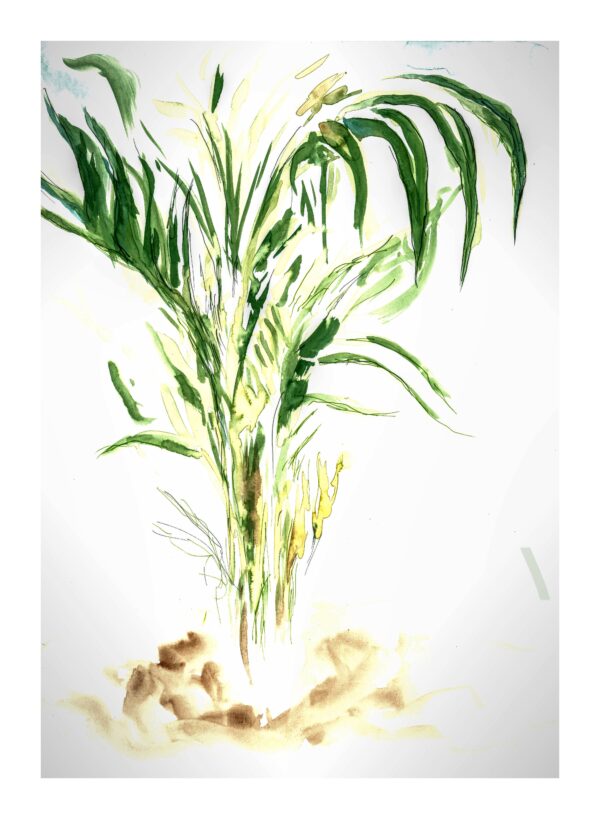 Ilustración A3 palmera | Serie plantas purificadoras