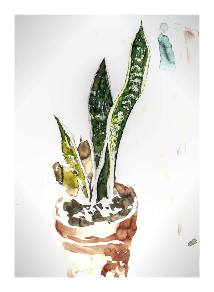 sansevieria-750x1024 5 Plantas que transforman los hogares